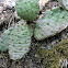 Eastern prickly pear cactus