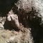 Cow bone