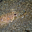 Crocodile Flathead, Spotted Flathead