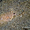 Crocodile Flathead, Spotted Flathead