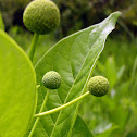 Buttonbush