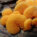 Orange pores