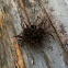 Chocolate Tube Slime Mold