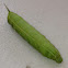Tomato worm