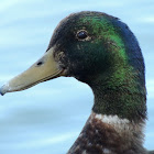 Mallard