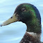Mallard