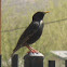 European Starling