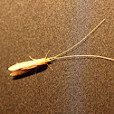 Long Horn Sedge