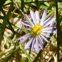 Alpine Aster