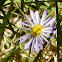 Alpine Aster