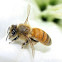 Western Honey Bee