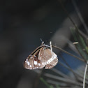 Crow butterfly