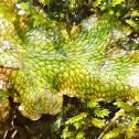 Liverwort