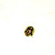 Mottled Tortoise Beetle
