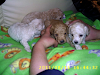 Poodles Pequenisimos Padre Ala Vista Sin Enganos