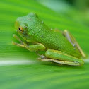 tree frog