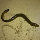 American Eel