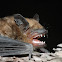Big Brown Bat