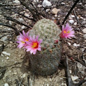 Pincushion cactus