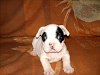Cachorros De Bulldog Frances Disponibles