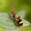 Wasp - Ropalidiae Genus