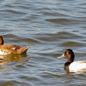 Greater Scaup
