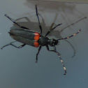 Red-shouldered Pine Borer