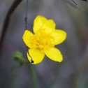 Buttercup