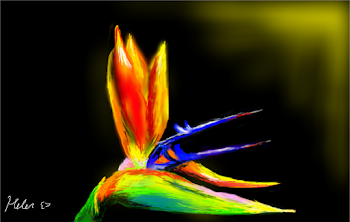 The bird of paradise <3