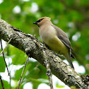 Cedar Waxwing