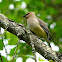 Cedar Waxwing