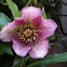 Heléboro. Hellebore