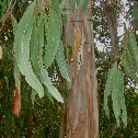 Blue Gum Eucalyptus