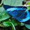Red Flasher Butterfly