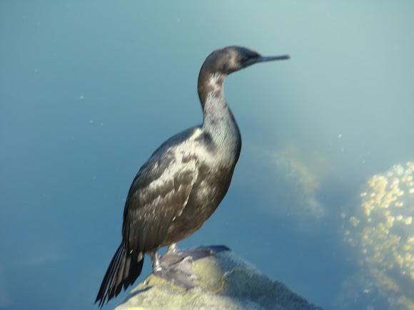 Spotting Image 1