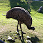 Female Emu