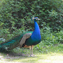 Blue Peafowl