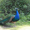 Blue Peafowl
