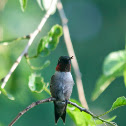 Ruby Throated Hummingbird
