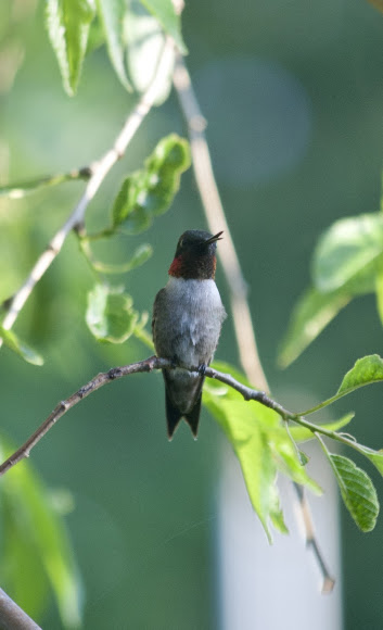 Spotting Image 1