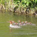 Common Merganser