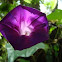 Morning Glory