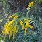 Canada Goldenrod