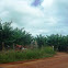 Musa paradisiaca. Plátano, banana, banano, cambur, topocho o guineo