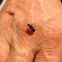 Box Elder Bug