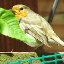 European Robin