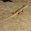 Whiptail