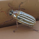 Ten-lined June Beetle