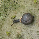 Snail