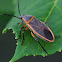 Bordered Plant Bug